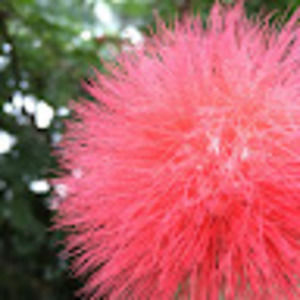 Meet your Posher, Alayna